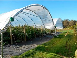 Khung nông nghiệp nhà kính Đường Hầm Việt Quất nhà kính với chịu lực mạnh mẽ trong suốt mạ kẽm nhúng nóng trái cây thép - Product Image 6