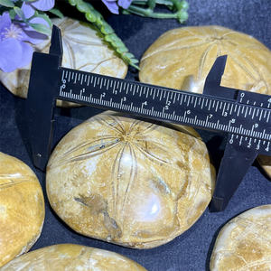 Fossiles naturels polis en gros, étoiles <span class=keywords><strong>de</strong></span> <span class=keywords><strong>mer</strong></span>, fossiles d'escargots marins, ornements à vendre pour cadeau - Product Image 4