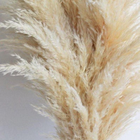 Nouveau produit : Herbe de la pampa séchée, fleur séchée préservée, grande herbe de la pampa naturelle et colorée pour la décoration d'événements