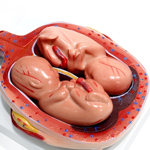 Modelo de <span class=keywords><strong>Desarrollo</strong></span> Fetal del Embarazo, Maniquí de Bebé de PVC para Ciencias Médicas y Anatómicas, para Escuelas y Hospitales - Product Image 3