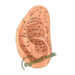 İngilizce kullanım kılavuzu tıbbi kulak akupunktur modeli <span class=keywords><strong>l</strong></span> kulak masaj modeli akupunktur noktaları modeli İşitme aracı 40 CM - Product Image 1