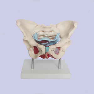 Modello Anatomico in Plastica del Bacino Femminile con Muscoli del Pavimento per Educazione Medica - Product Image 2