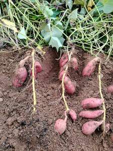 <span class=keywords><strong>Engrais</strong></span> liquide Anlundo à base d'acide humique organique soluble dans l'eau, azote, phosphore, potassium, <span class=keywords><strong>NPK</strong></span>, acide fulvique - Product Image 3