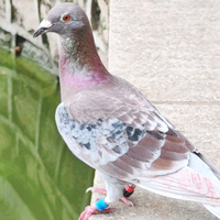 Anneaux d'identification pour oiseaux en plastique durable QA, anneaux pour pattes d'oiseaux, pour pigeons et petits oiseaux