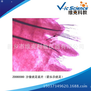 Factory direct supply of polychaete <b>worm</b> wart slides, Annelida phylum, animal and plant slide specimens, biology teaching - Product Image 3