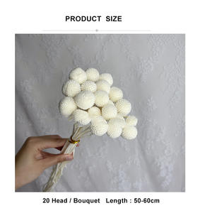 AM-PFKC06 Ammy 20 Têtes <span class=keywords><strong>de</strong></span> Fleurs Dorées Naturelles Billy Balls, Fleurs Préservées, Matériaux Bruts DIY, Décoration d'Intérieur, Véritables Boules Dorées Éternelles - Product Image 6