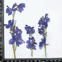 Fleurs d'alouette pressées séchées avec tiges pour le bricolage Sous-verres en résine Bougie Broderie Résine époxy Art Nail Art Décor