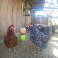Hangend voerspeeltje voor kippen, grote vogels, hennen, groente- en fruitvoerspies van roestvrij staal