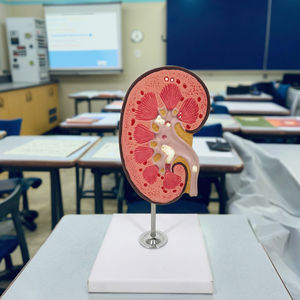 PVC anatomico pietra renale modello di anatomia per la scienza medica di educazione - Product Image 5