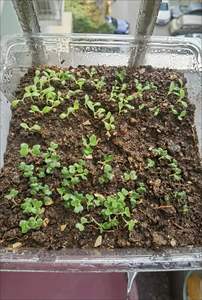 Consulenza idroponica Cloner Clone Machine Hydroponic Cloner Hydroponic Indoor clonazione Machine Aero Cloner - Product Image 3