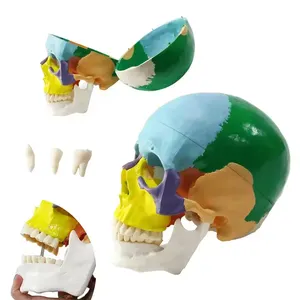 FRT021 Scientific And Educational Color Skull Model Natural Size 3 Parts Skull Model Science Resources Human Anatomy Skull Model