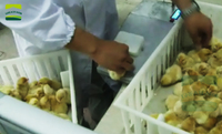 Vaccinateur de volailles en acier inoxydable robuste, pistolet à vaccin pour volailles à moteur pas à pas longue durée de vie avec alarme intelligente
