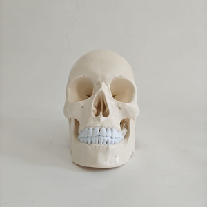 Modèle anatomique <span class=keywords><strong>de</strong></span> crâne humain grandeur nature <span class=keywords><strong>de</strong></span> bonne qualité, détachable, avec cerveau amovible, pour l'enseignement médical - Product Image 3