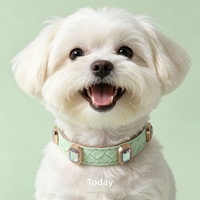 Collier pour chien et chat en polyuréthane, anneau de cou pour animaux de petite et moyenne taille, laisse tressée durable avec strass, style britannique, robuste