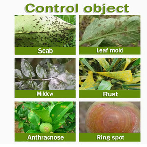 Tebuconazole Seed <strong>Treatment</strong> Controls Wheat Loose Smut and Corn Head Smut Systemic Action Improves Germination Rate - Product Image 3