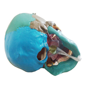Molde de enseñanza médica Cráneo de tamaño real con músculos pintados <span class=keywords><strong>Huesos</strong></span> de colores Cerebro Cráneo de plástico artificial Modelo de <span class=keywords><strong>esqueleto</strong></span> - Product Image 3