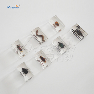 La enseñanza de la exposición Real de resina integrado muestra araña muestra - Product Image 2