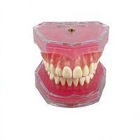 Modelo Profesional para Práctica de Extracción Dental con 28 Dientes Removibles |   Tipodonto de Estudio Anatómico para Entrenamiento de Estudiantes de Medicina