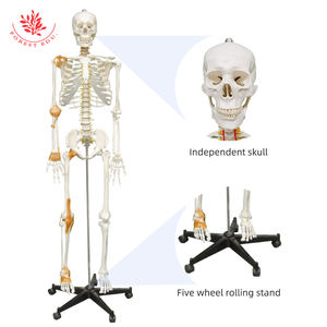 Modèle de squelette humain avec demi-<span class=keywords><strong>ligament</strong></span> et nerfs spinaux FRT002B Modèle de squelette anatomique grandeur nature - Product Image 6