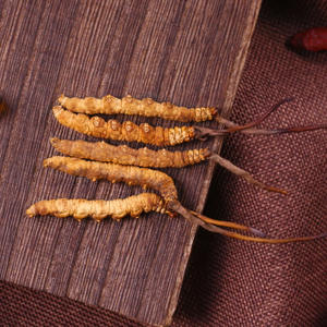 Cogumelo Cordyceps sinensis Cordyceps Militaris, frango selvagem, fresco e liofilizado, preço total - Product Image 4