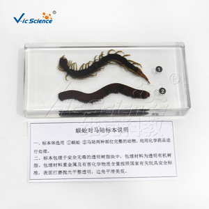 Spécimen Comparatif de Centipède et Mille-pattes Embossé dans la Résine – Échantillon d'Arthropode pour l'Enseignement Zoologique – CE/ISO/ROHS/CNAS - Product Image 1