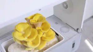 Mesin penumbuh jamur desktop hidroponik