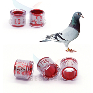 Hot Selling Mixed Order Multicolor Duivenvoetring Met Woordoorbellen Duurzaam Vogelracevogelgereedschap - Product Image 1