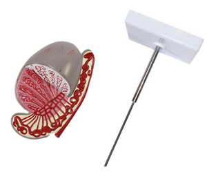 Modello Anatomico Didattico di Testicolo Umano per l'Educazione Medica, Modello di Testicolo Ingrandito - Product Image 5