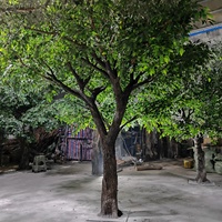 Arbre artificiel Ficus Banyan grand format, aspect naturel personnalisé, pour décoration intérieure d'hôtel, style unique et luxuriant
