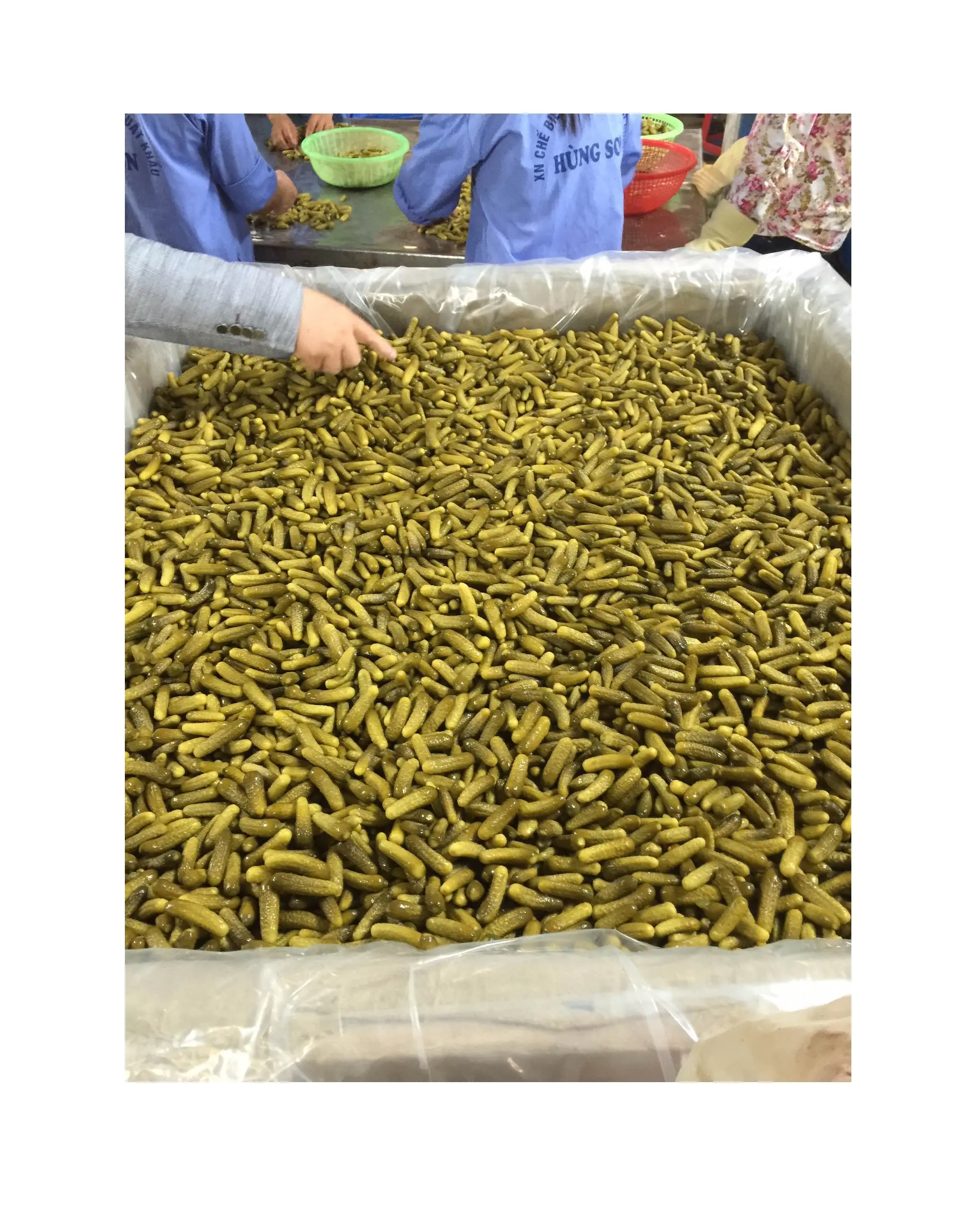 Großhandel Niedriger Preis Eingelegte Gurke-Gurke Individuelle Größe in Fässern verpackt-Hohe Qualität-Hergestellt in Vietnam (Frau Jennie)