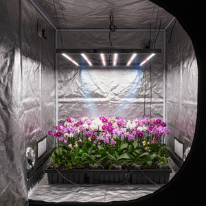 Lampes de culture pour orchidées : croissance toute l'année - Product Image 1