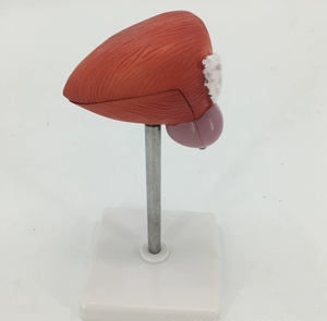 Modelo Anatómico de Próstata Humana en Silicona Médica para Educación en Ciencias Médicas - Product Image 4