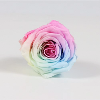 Fournisseur d'usine, vente en gros de 5-6 têtes de roses éternelles réelles, roses bicolores pour cadeau de la Saint-Valentin