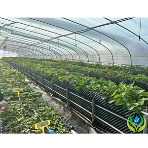 Serre tunnel MYXL invernadero en plastique à faible coût pour les plantes - Product Image 1