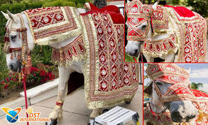 Conjunto de Disfraces Decorativos de Caballo Indio para Novio, 7 Piezas, Terciopelo Ligero, Decoraciones para Bodas Hindúes, Baraat, Fabricantes Indios - Product Image 2