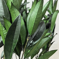 Ranting Osmanthus yang Diawetkan untuk Dekorasi Rumah di Hari Natal, Wisuda, Tahun Baru, Karangan Bunga, dan Rangkaian Bunga.