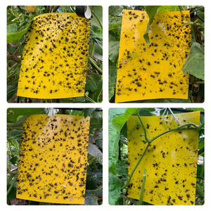 Trampa Adhesiva para Moscas de la Fruta de Doble Cara, Amarilla/Azul, Marca <span class=keywords><strong>JN</strong></span>, Modelo JN2557, Suministro de Fábrica, Duración de 1 Año para Interiores - Product Image 6