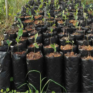 2025 Offre Spéciale <span class=keywords><strong>sac</strong></span> <span class=keywords><strong>sac</strong></span> graines de tournesol pour plante - Product Image 6