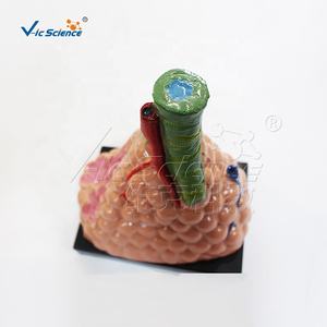 教具人間モデル拡大肺肺肺モデル肺解剖モデル解剖学的解剖学的モデル解剖学教育 - Product Image 5