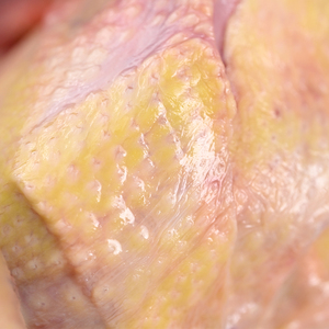 ห้าปีแห่งการเติบโตและการสะสมเนื้อเจลาตินธรรมชาติที่เพียงพอสำหรับนกพิราบราชา - Product Image 3