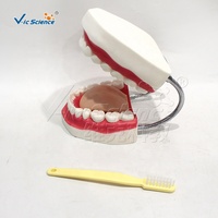 Modèle anatomique de dents complètes pour adultes, destiné aux écoles dentaires, aux cliniques, aux prothèses dentaires, à la formation, aux hôpitaux et à la stomatologie, conforme aux normes CE/ISO/ROHS