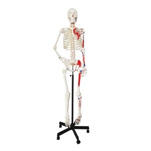 Modelo Esquelético <span class=keywords><strong>Humano</strong></span> de PVC ADA XX-A102N de 170 cm <span class=keywords><strong>con</strong></span> Puntos de Inicio/Fin de Músculos para Entrenamiento Médico en Hospitales <span class=keywords><strong>y</strong></span> Escuelas - Product Image 1
