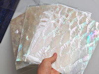 Vente en gros de feuilles de coquillages d'ormeaux naturels en papier Paua pour incrustation d'instruments de mobilier musical