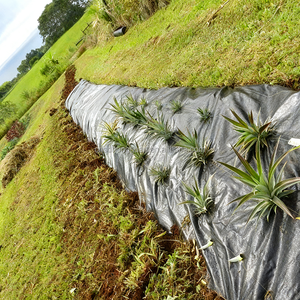 Agriculture High Duty Landscape PP PE Weed Control UV Plastic Cutting Ground Cover Weed Control Fabric <span class=keywords><strong>Grass</strong></span> Cover Soil - Product Image 3