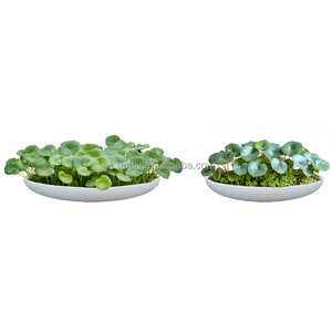 Pots de plantes vertes de jardin Pots de fleurs en fibre de verre Ciment Grands parterres de fleurs et pots de stockage d'eau Style - Product Image 1