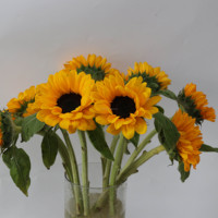 Bunga Matahari Potong Segar Grosir Helianthus Annuus untuk Buket Pernikahan Premium Pemasok Cina Rangkaian Bunga Batang Panjang