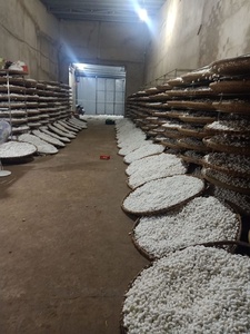 ขายรังไหมธรรมชาติสำหรับอุตสาหกรรมผ้าไหม-รังไหมสีขาวหม่อนจากเวียดนาม (-+ 84777699587) - Product Image 3