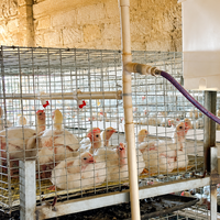 Cage à poulets de type H pour l'élevage commercial, galvanisée à chaud, à plusieurs étages, avec équipement d'alimentation automatique