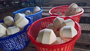 [ขายดีที่สุด] 100% ผลไม้สดจากเวียดนาม-มะพร้าวอ่อนที่มีมาตรฐานสูงและราคาดีที่สุดสำหรับตัวเลือกที่ดีที่สุด - Product Image 2