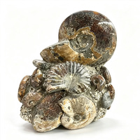 Vente en gros de spécimens d'ammonites naturelles, fossiles de conques d'escargots, pierres minérales pour la décoration